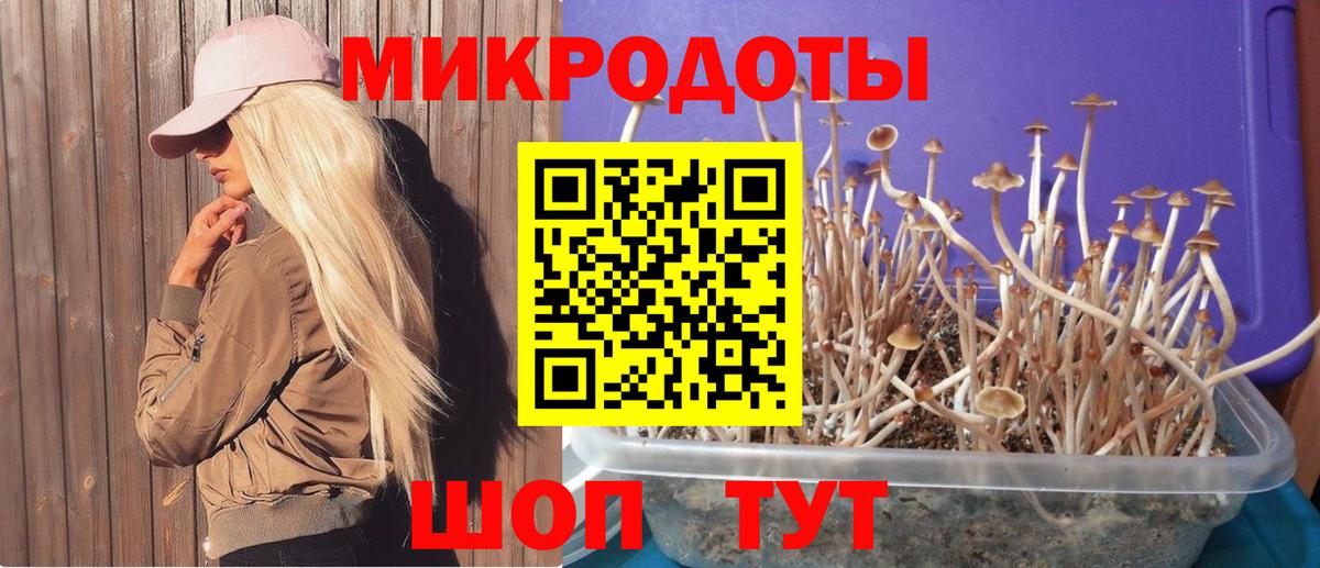 Псилоцибиновые грибы мицелий Владикавказ